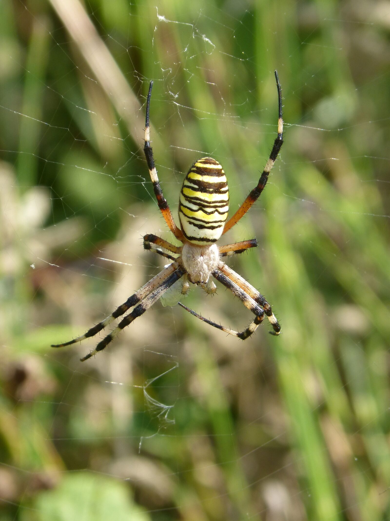 Panasonic DMC-FZ62 sample photo. Spider, spider tiger, zebraspinne photography