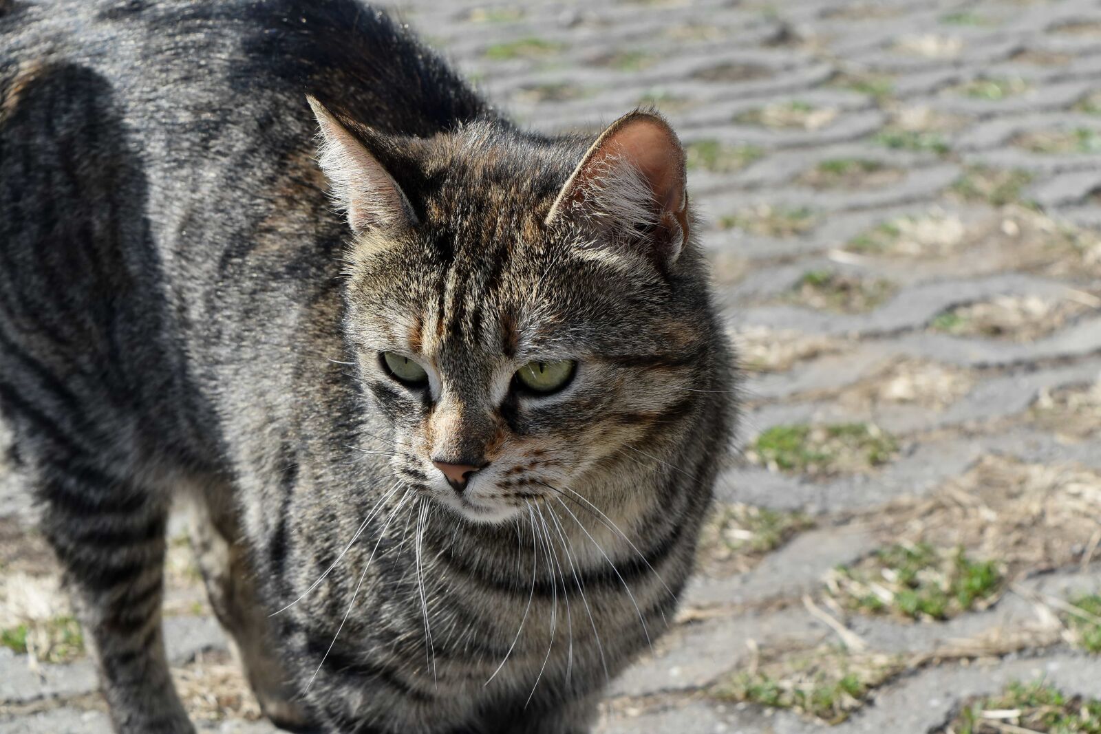 Nikon D5500 sample photo. Fur, kitty, animal, domestic photography