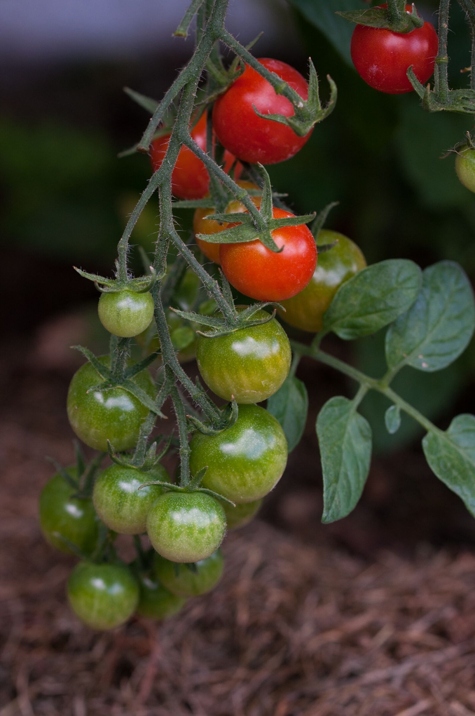 Nikon D90 sample photo. Tomatoes, on the vine photography