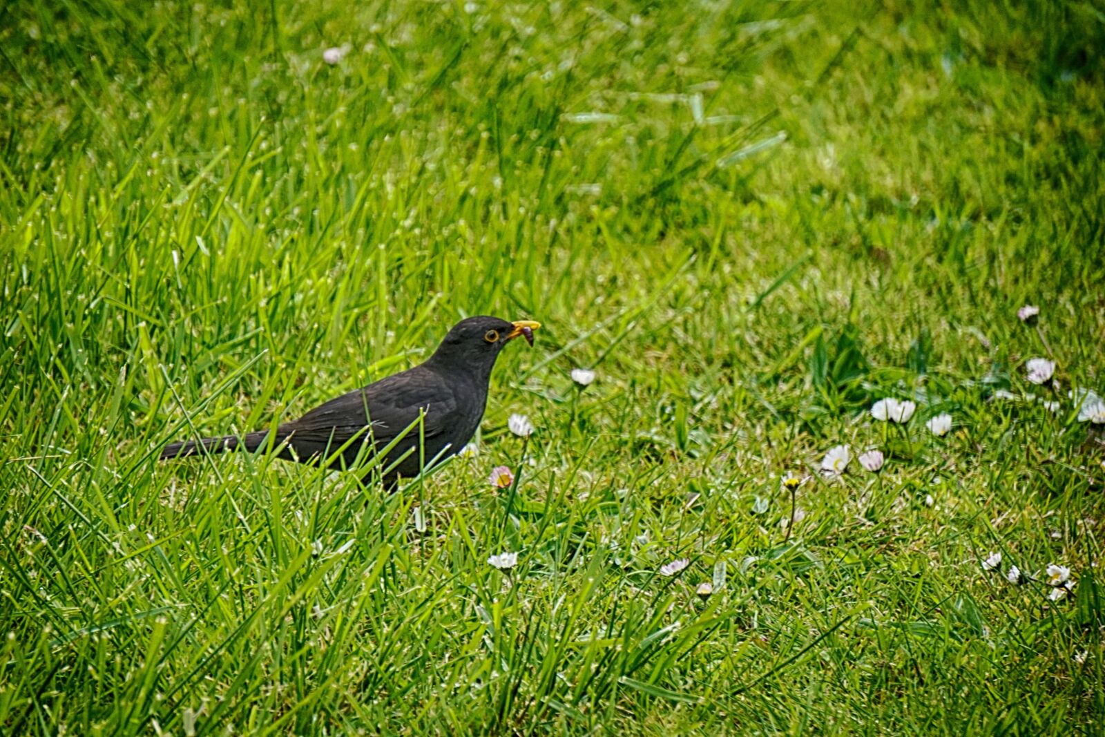 Sony E 55-210mm F4.5-6.3 OSS sample photo. Merle, bird, nature photography