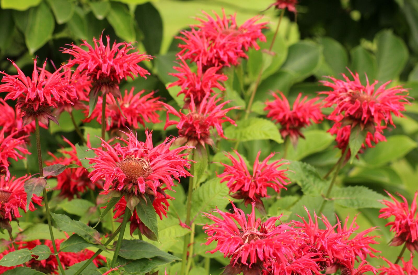 Canon EOS 1200D (EOS Rebel T5 / EOS Kiss X70 / EOS Hi) sample photo. Flowers, red, plants photography