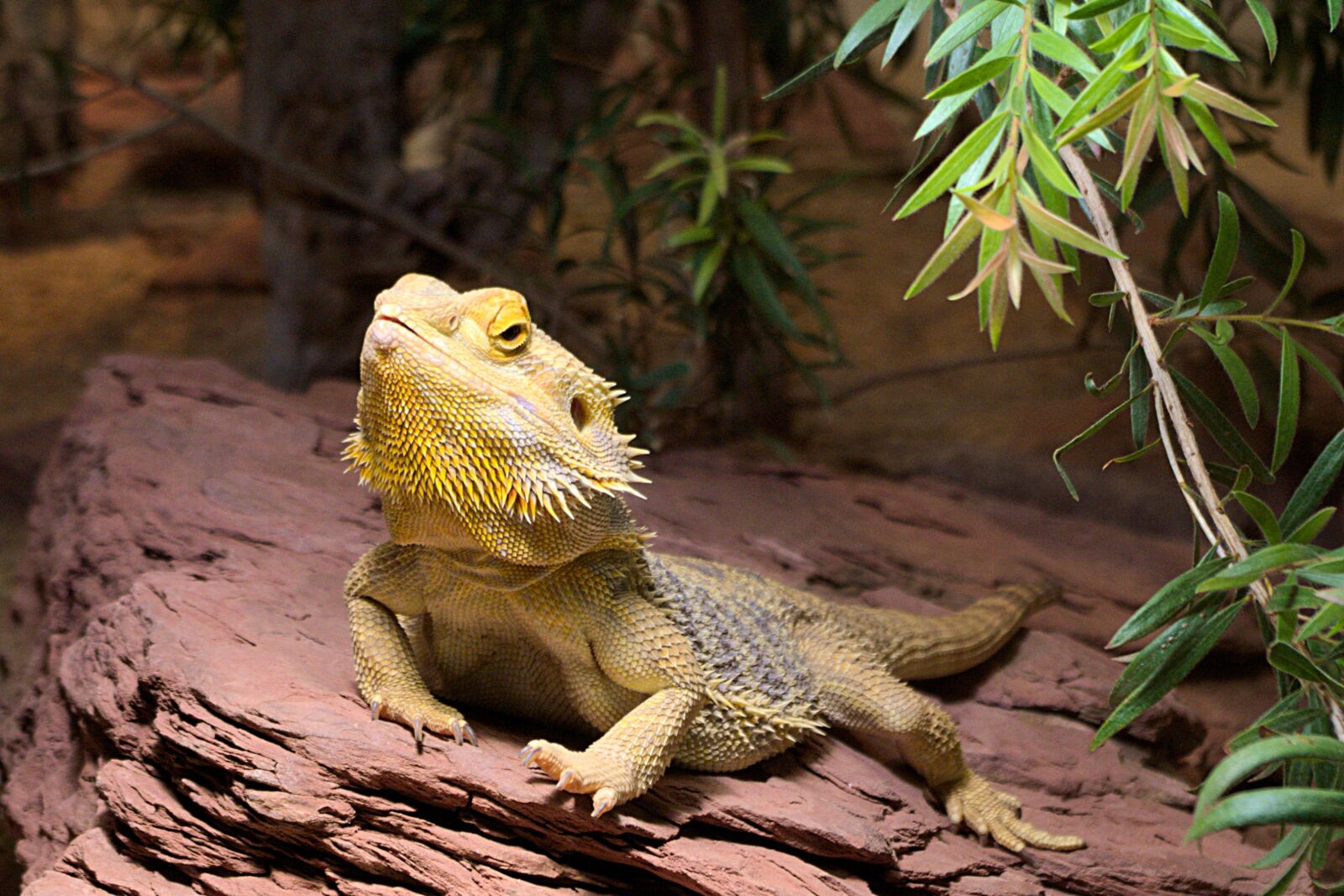 Pentax K-50 sample photo. Iguana, lizard, terrarium zoo photography