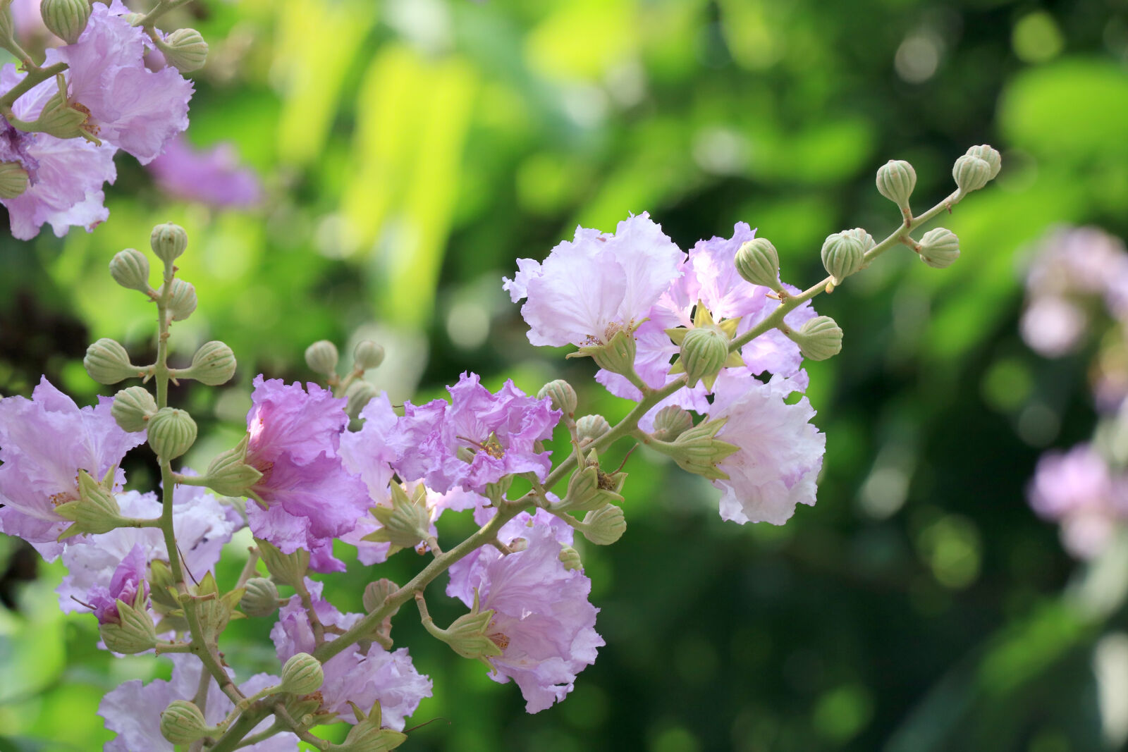Canon EOS 760D (EOS Rebel T6s / EOS 8000D) sample photo. Flower, pink photography