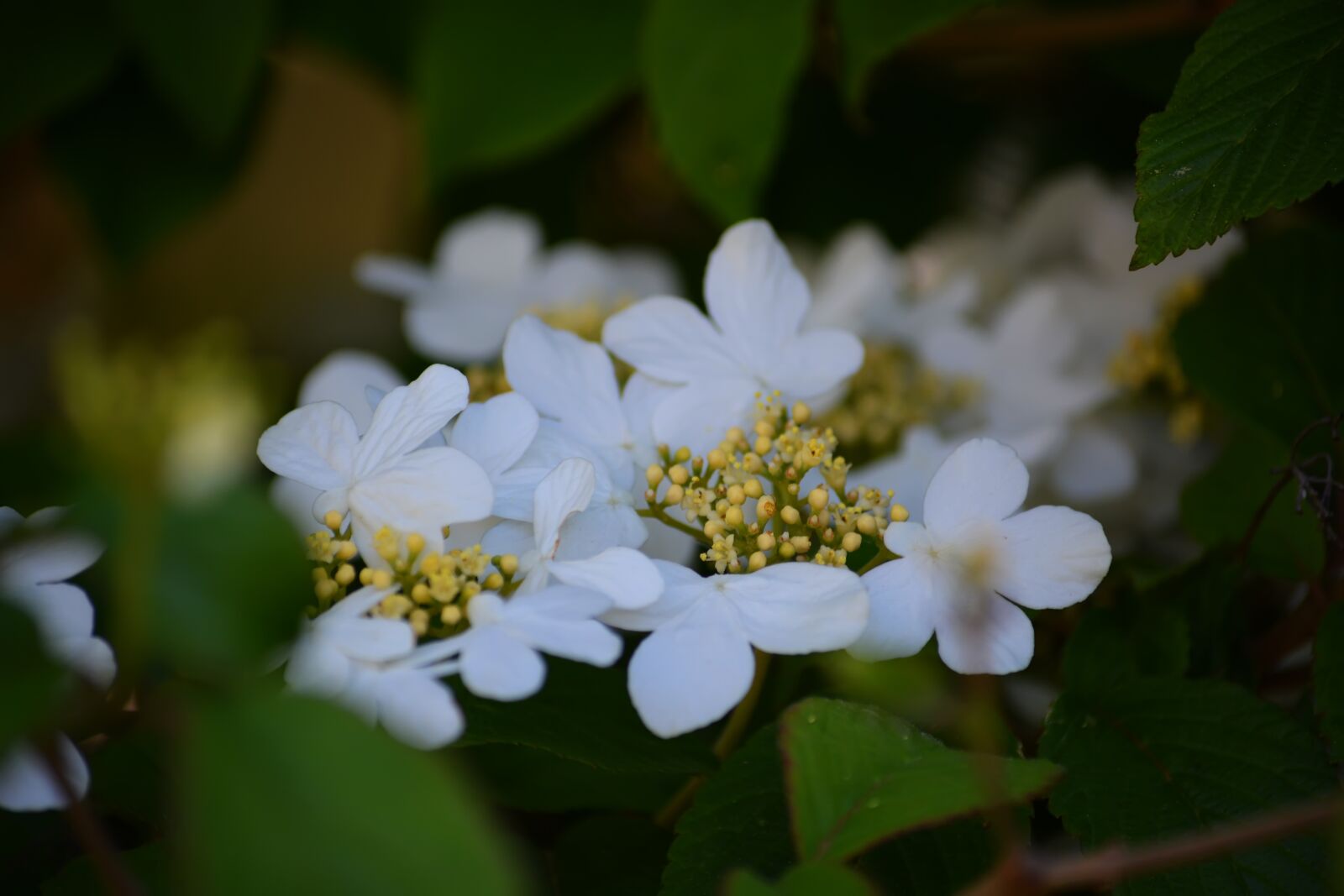 Nikon D5200 sample photo. Flowers, white, green photography