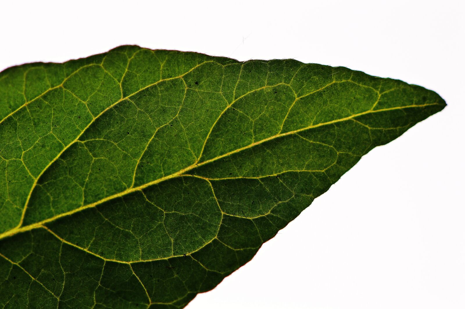 Nikon D3200 sample photo. Leaf, tomato, green photography