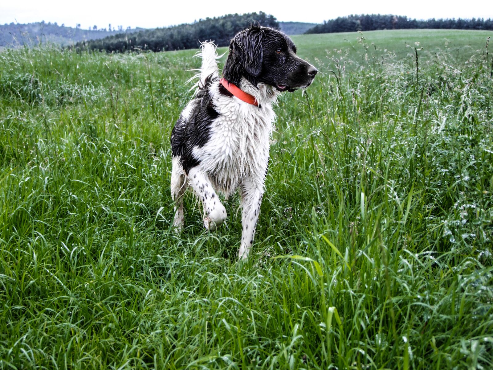 Fujifilm FinePix S100fs sample photo. Hunting dog, hunting, beagle photography