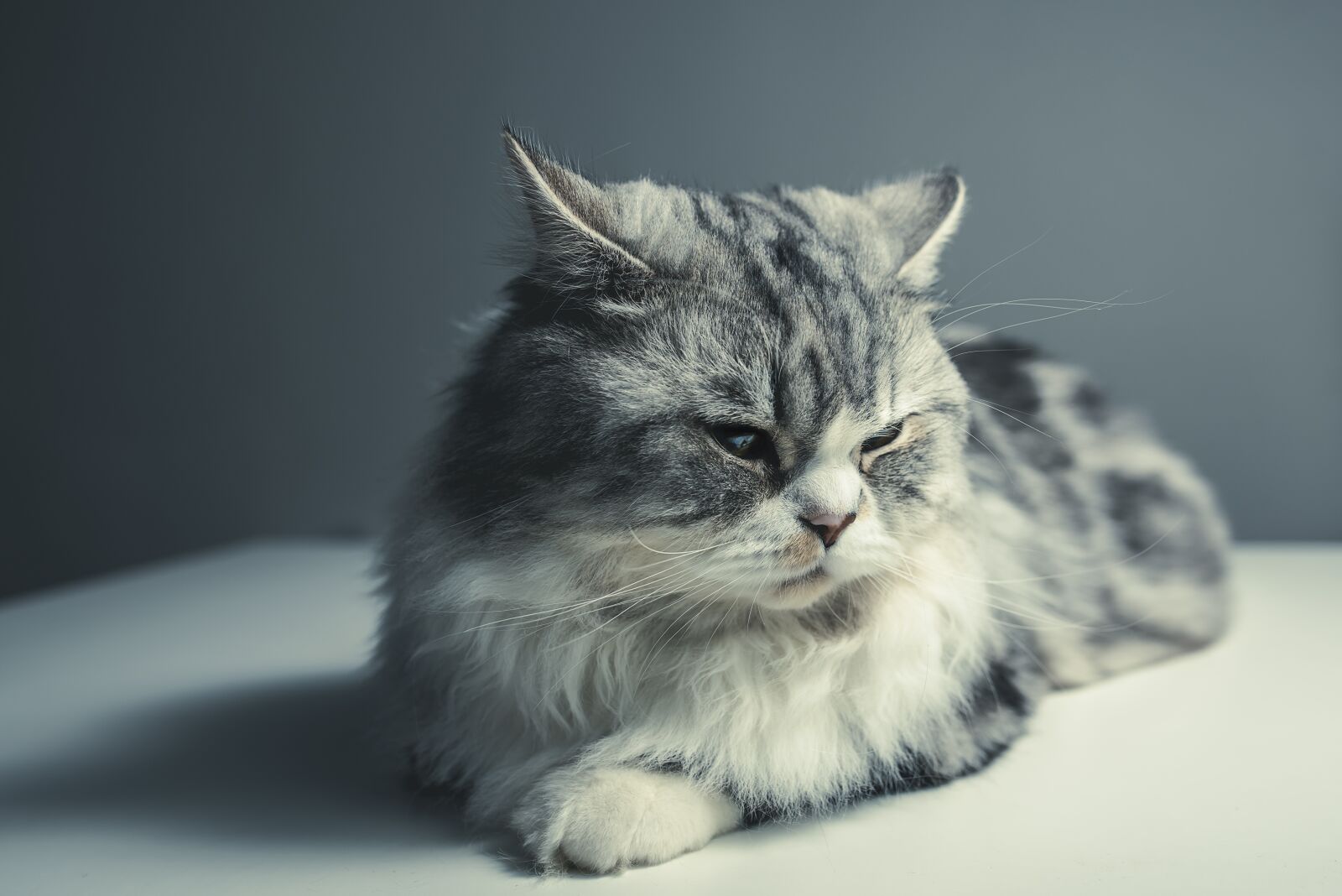 Nikon D810 sample photo. Cat, persian breed, black photography