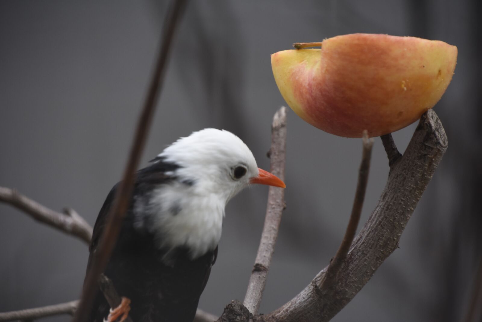Nikon D7200 sample photo. Birds, parrot, apple photography