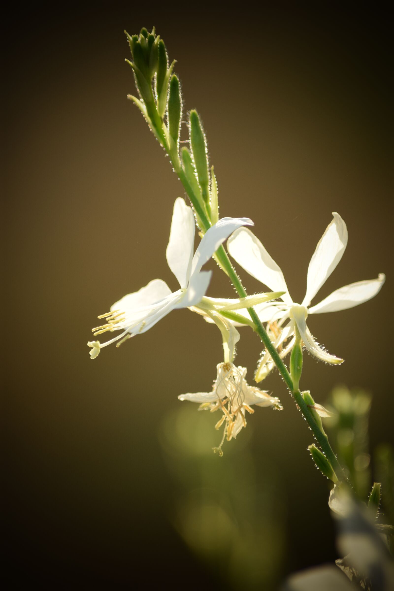Nikon D3300 sample photo. Leaf, flower, nature photography