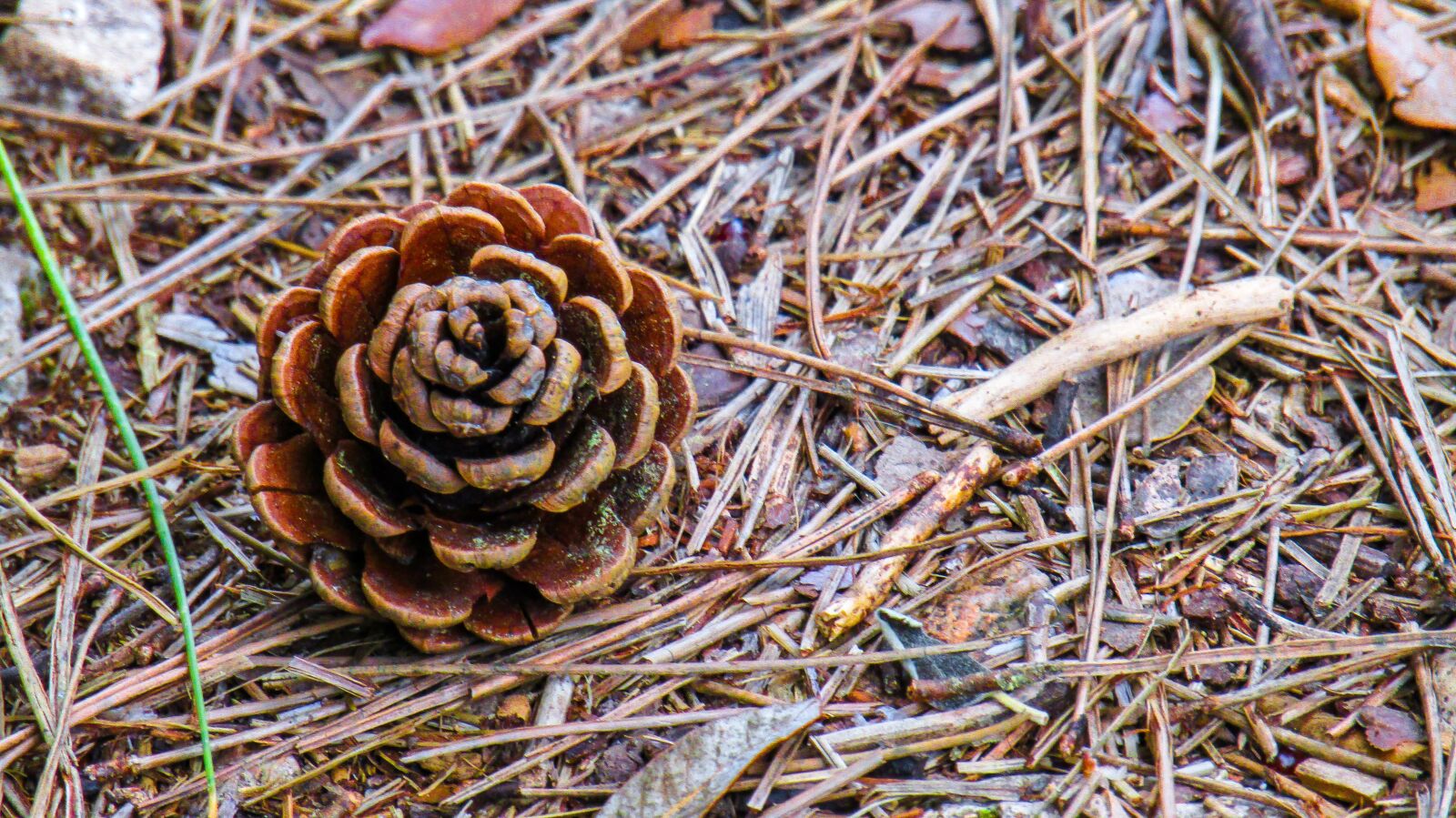 Canon PowerShot SX410 IS sample photo. Flower pine, pine nuts photography
