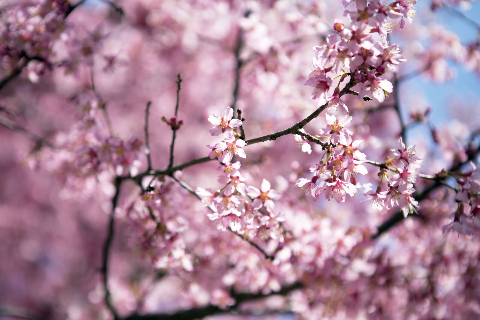 Canon EF 24-70mm F2.8L USM sample photo. Cherry, flower, tree photography