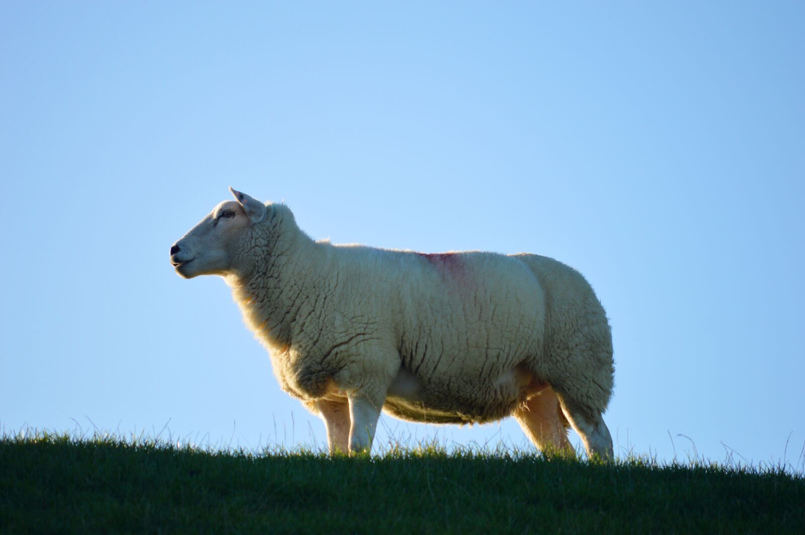 Nikon D3200 sample photo. Sheep, dike, northern germany photography