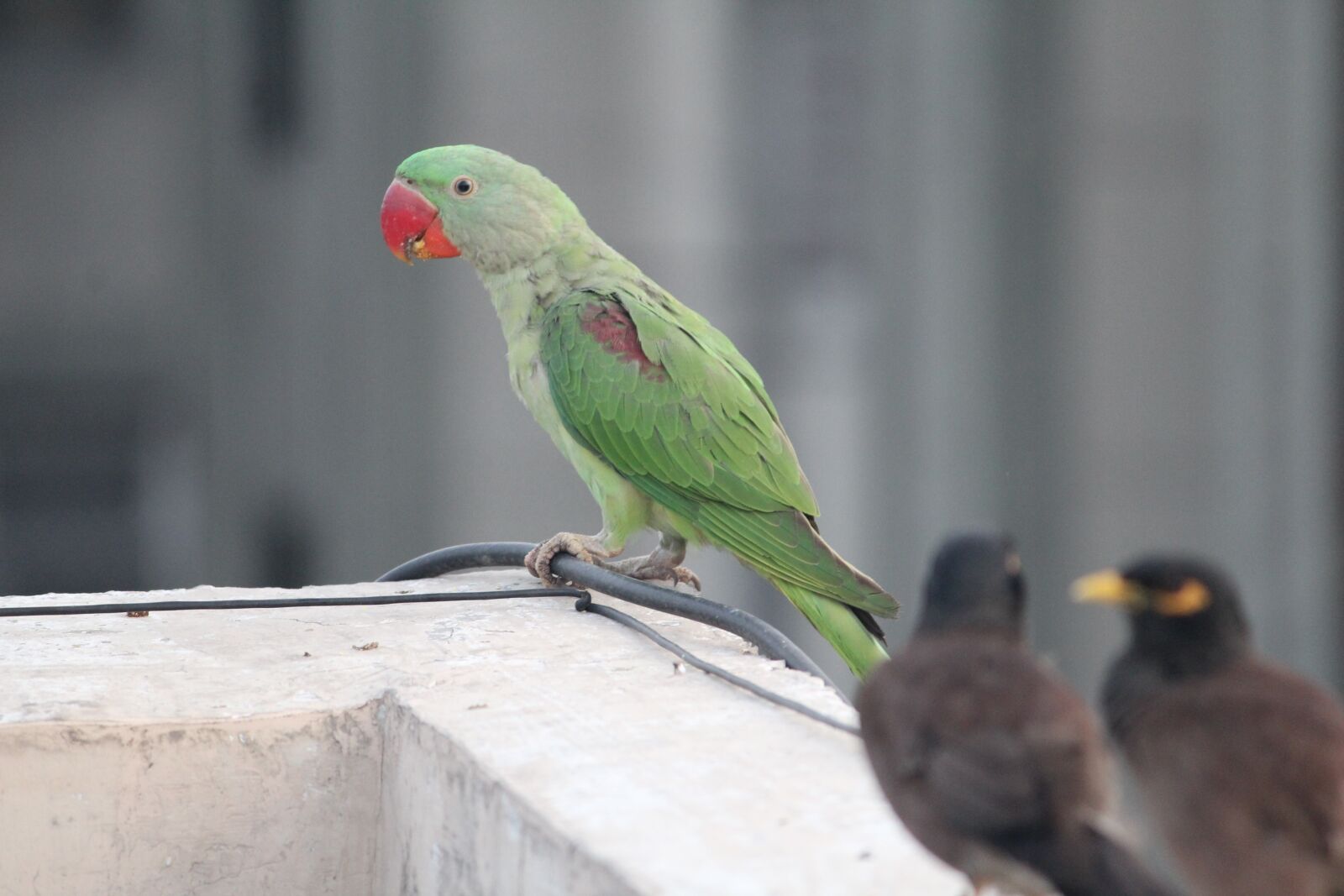 Canon EOS 1200D (EOS Rebel T5 / EOS Kiss X70 / EOS Hi) sample photo. Parakeet, indian parrot, parrot photography