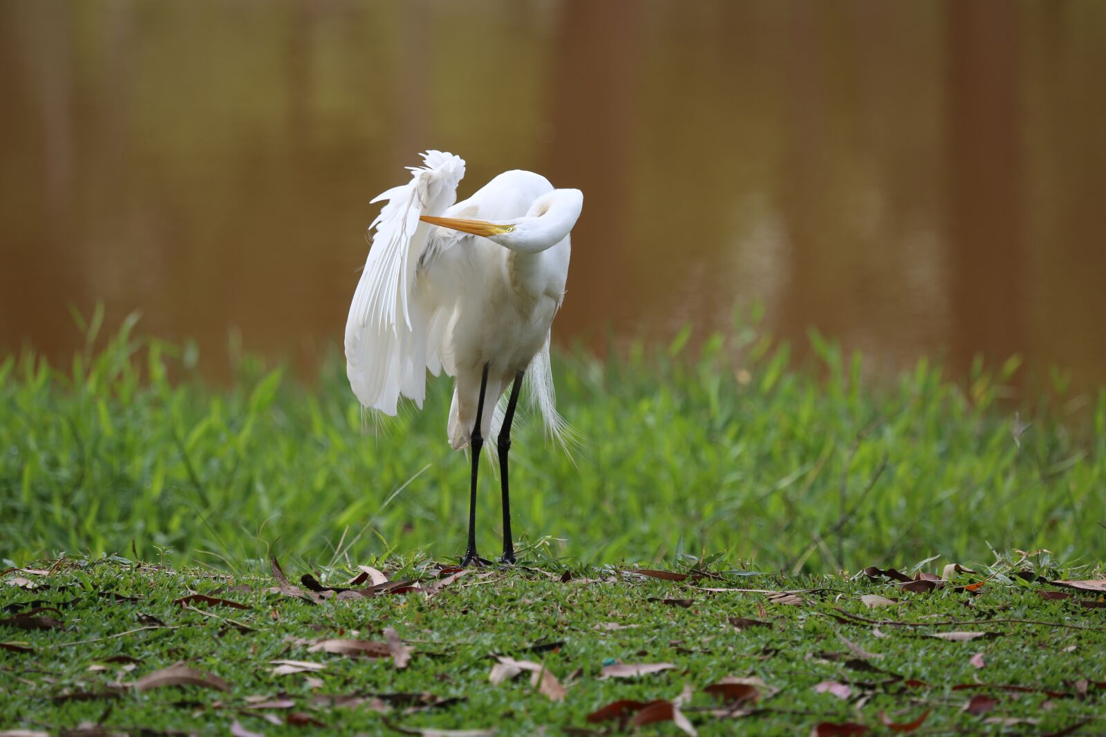 Canon EF 100-400mm F4.5-5.6L IS USM sample photo. Great white heron, on photography