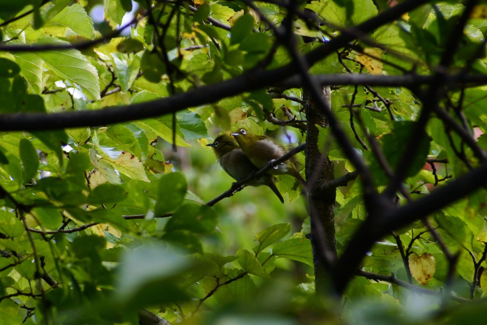 VR 70-300mm f/4.5-6.3G sample photo. Animal, forest, wood photography
