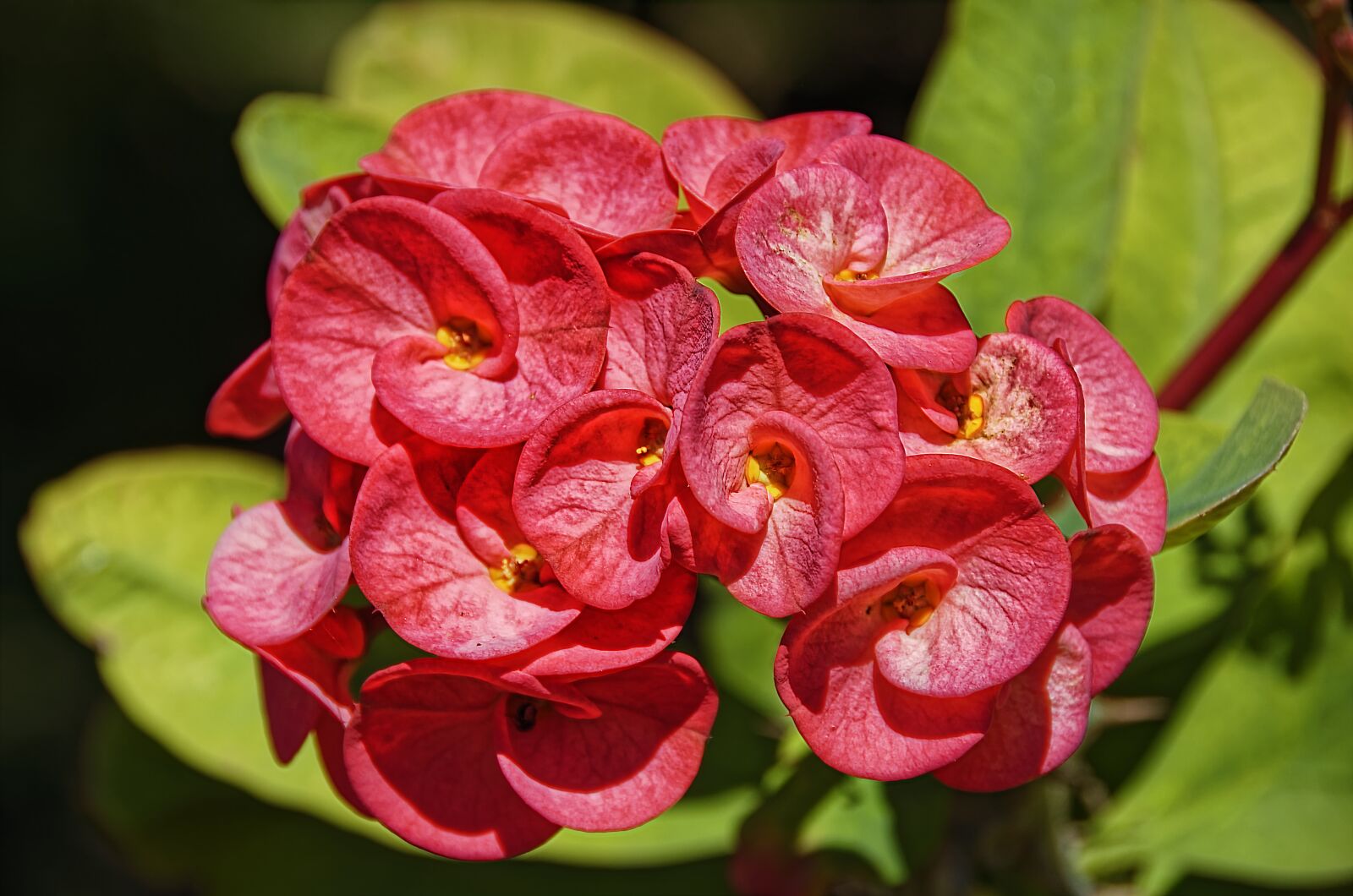 Nikon D7000 sample photo. Flower, blossom, bloom photography