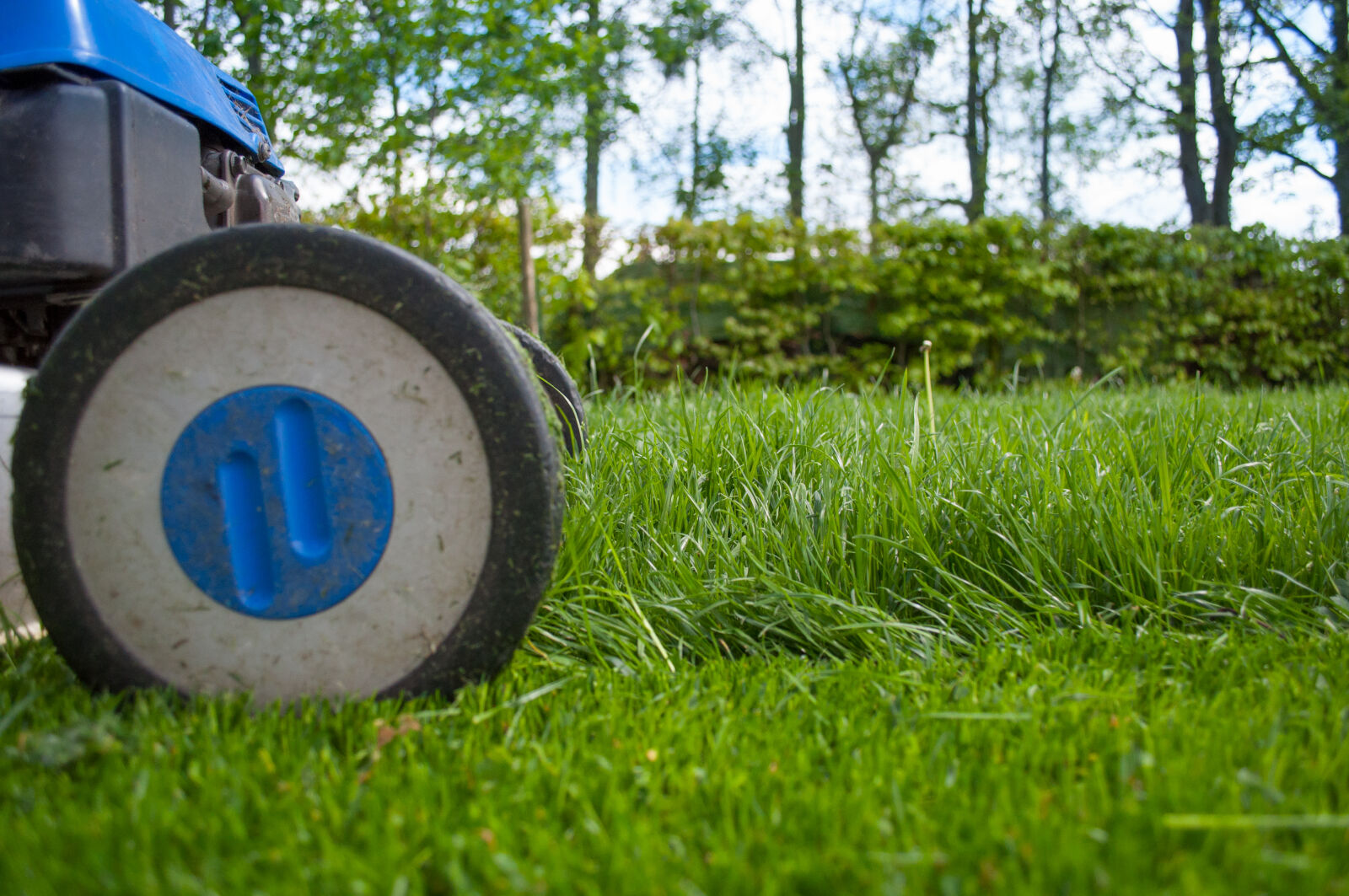 Nikon D5000 sample photo. Backyard, cutting, equipment, garden photography