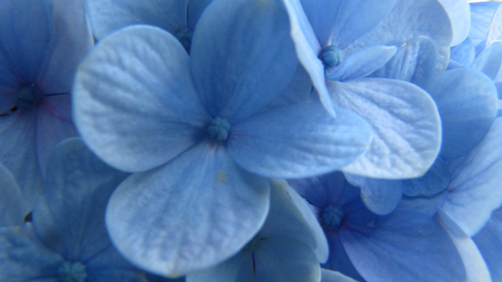 Canon PowerShot SX200 IS sample photo. Hydrangea, flower, flora photography