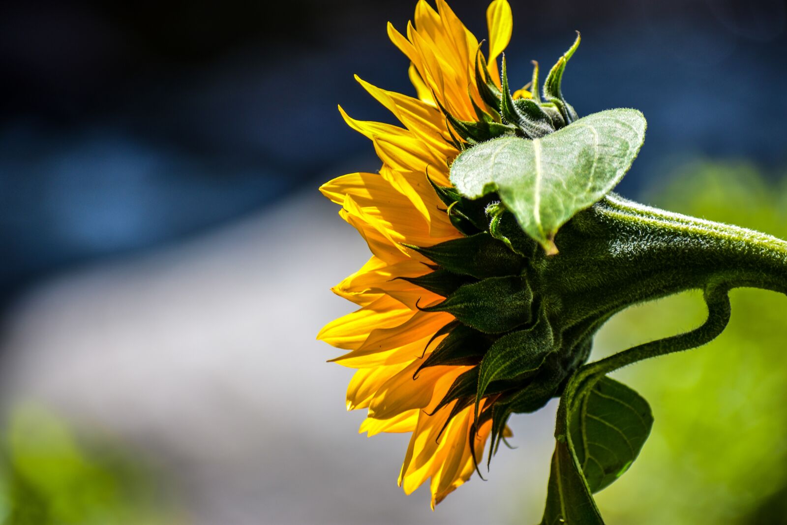 Nikon D3400 sample photo. Sunflower, nature, flower photography