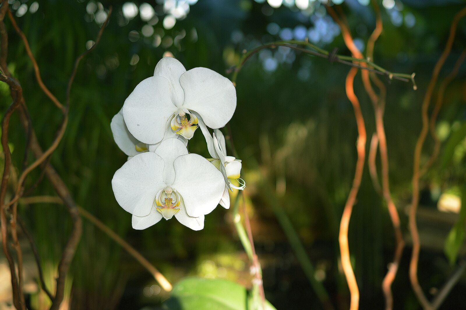Nikon D3200 sample photo. Orchid, flower, white photography