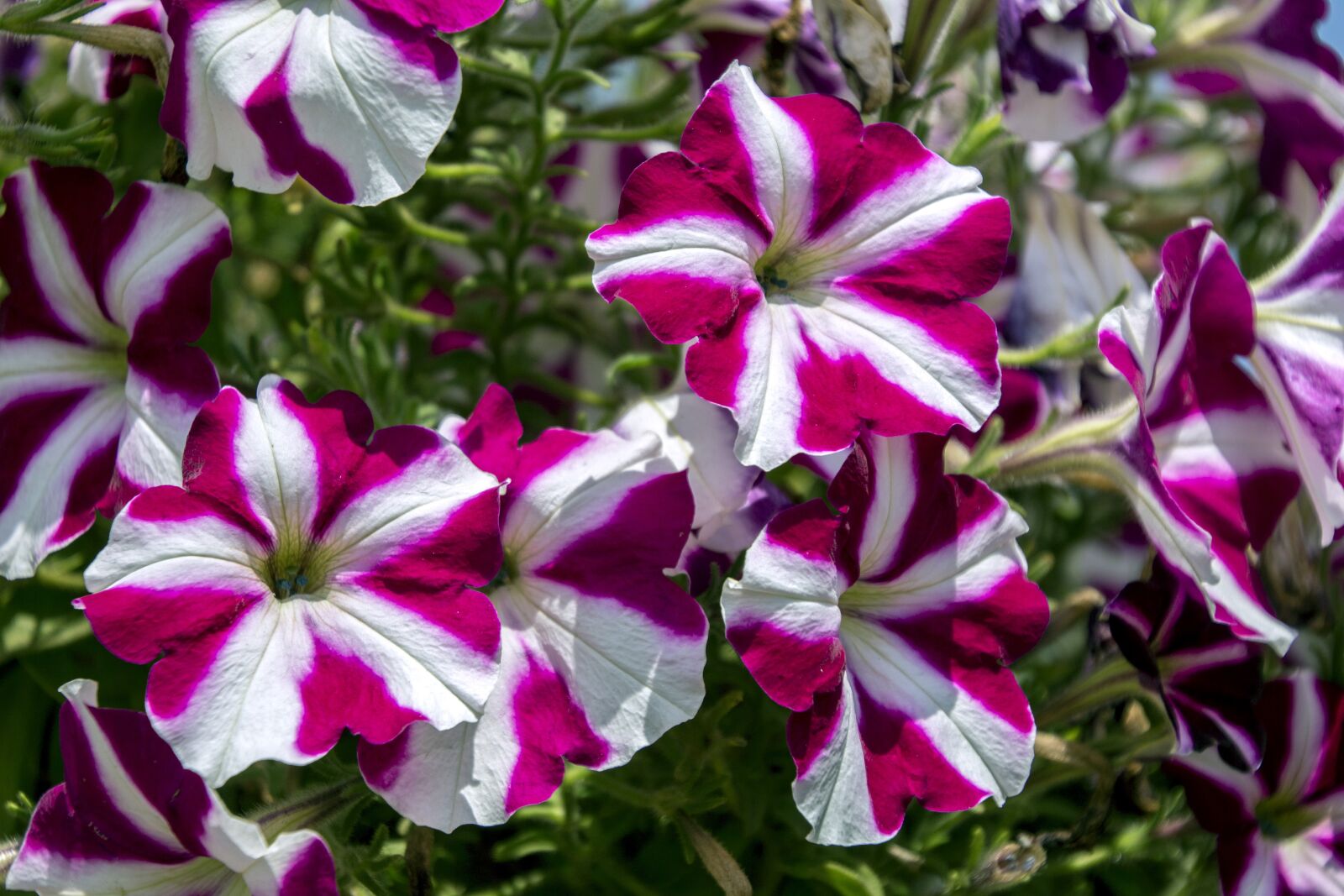 Canon EOS 700D (EOS Rebel T5i / EOS Kiss X7i) sample photo. Exotic flower, garden, flowers photography