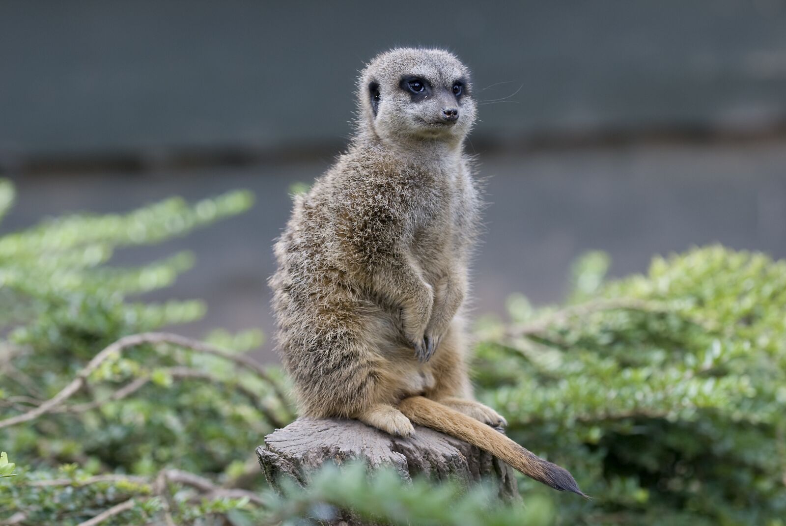 Nikon D60 sample photo. Meerkat, zoo, happy photography