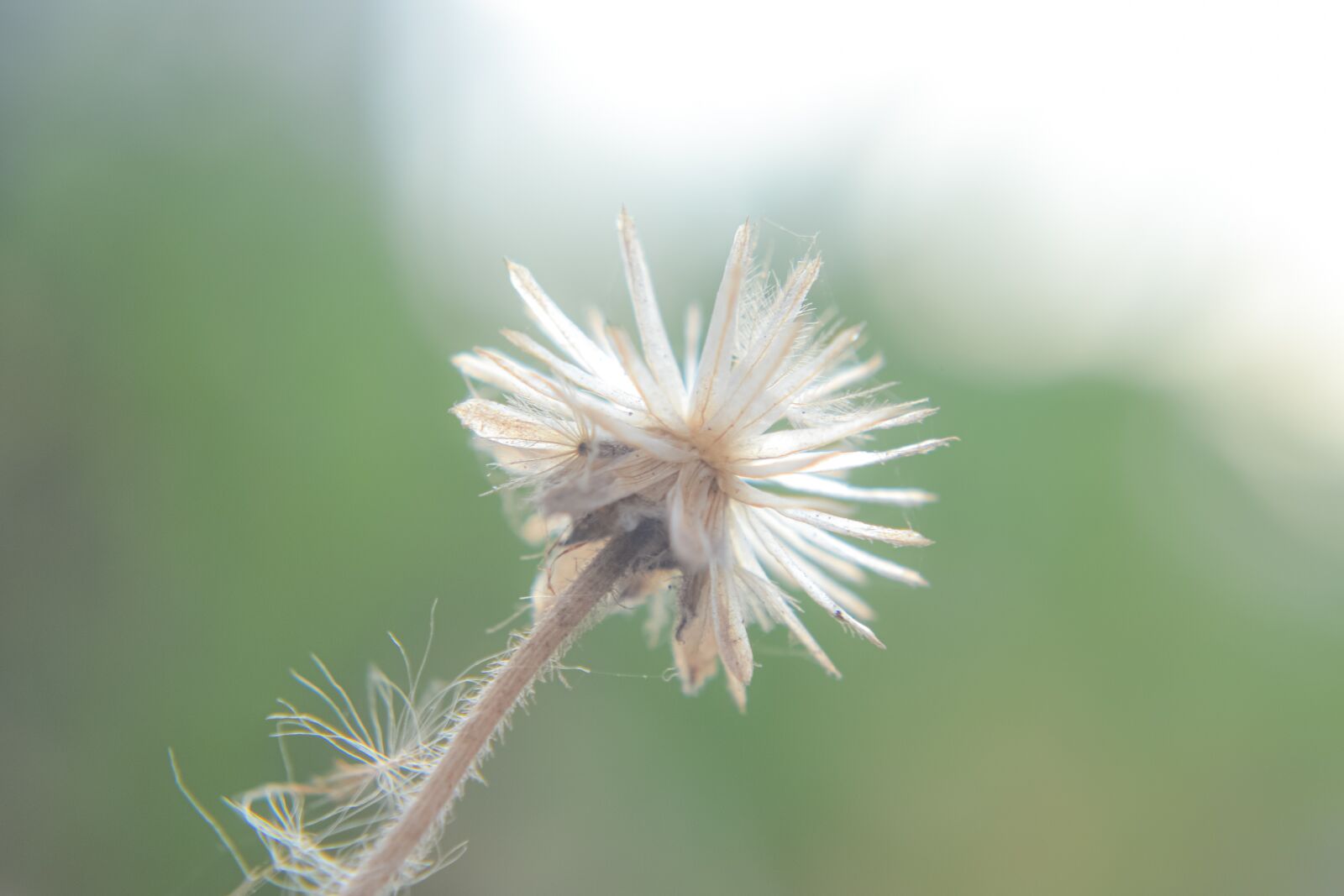 Nikon D3100 sample photo. Macro, sunlight, flower garden photography