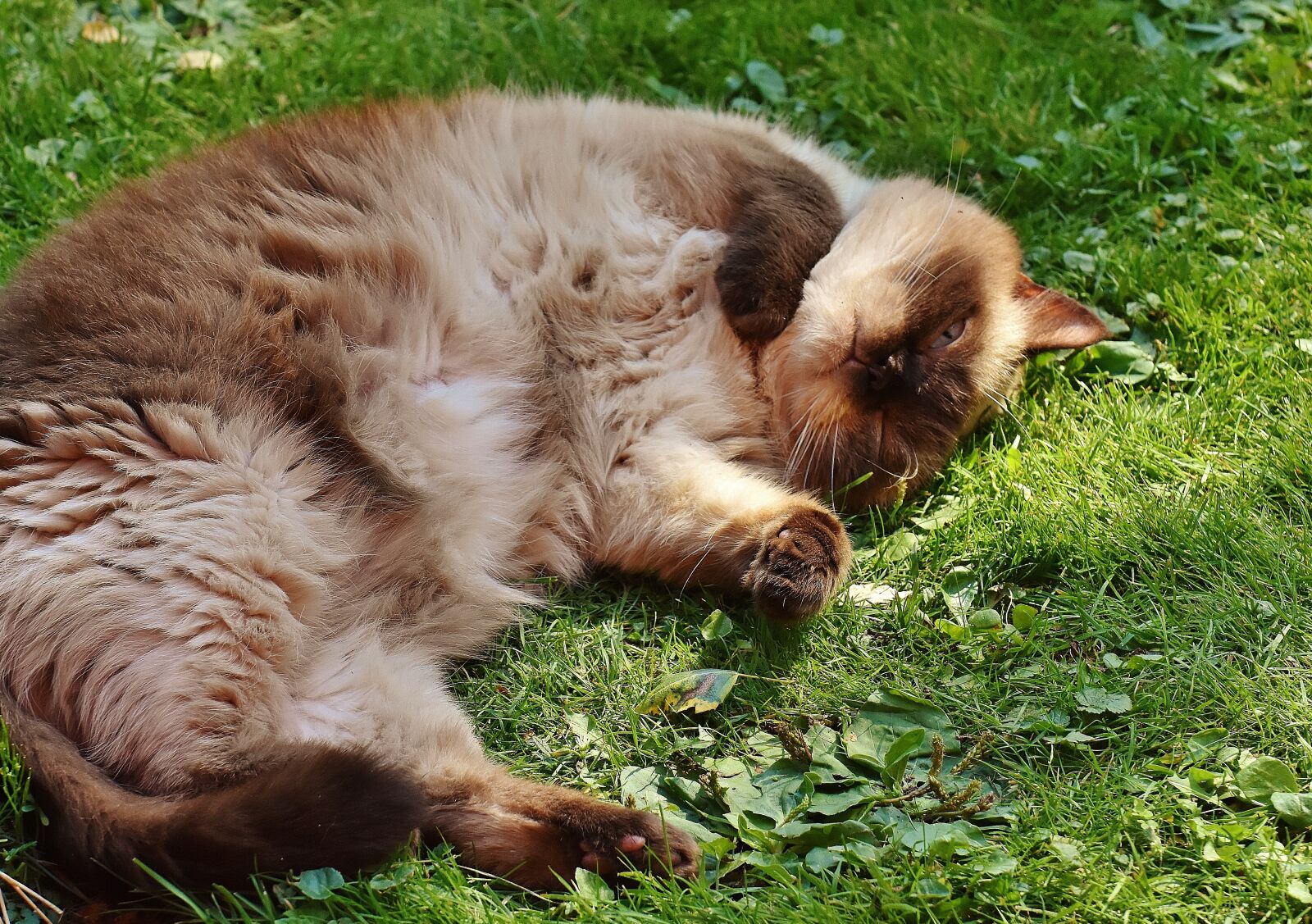 Nikon D7200 sample photo. Cat, british shorthair, thoroughbred photography