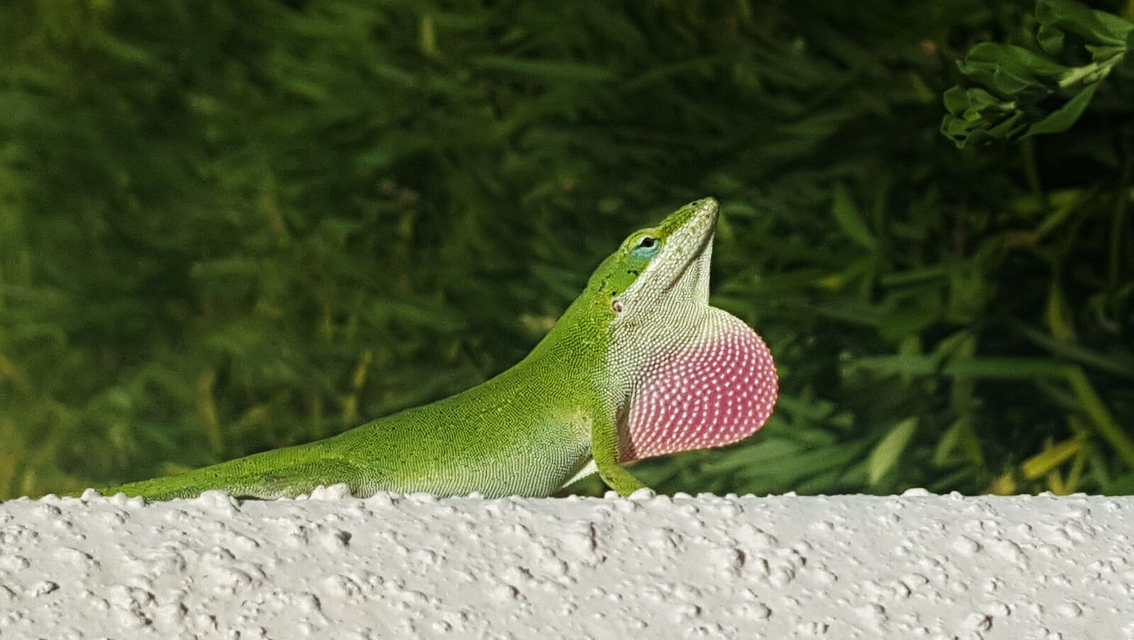 Samsung Galaxy Note5 sample photo. Anole, green anole, lizard photography