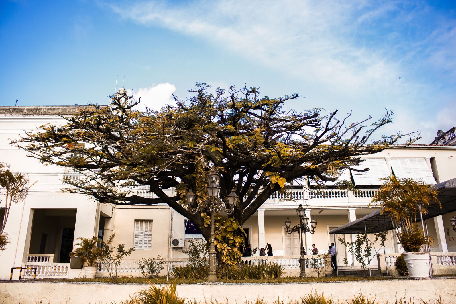 Canon EOS 700D (EOS Rebel T5i / EOS Kiss X7i) sample photo. Architecture, tree, outdoors photography