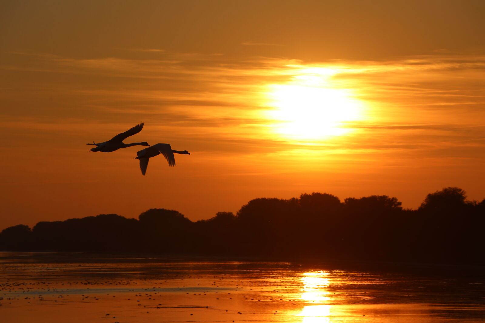 Canon EF-S 18-135mm F3.5-5.6 IS USM sample photo. Sunset, birds, ducks photography