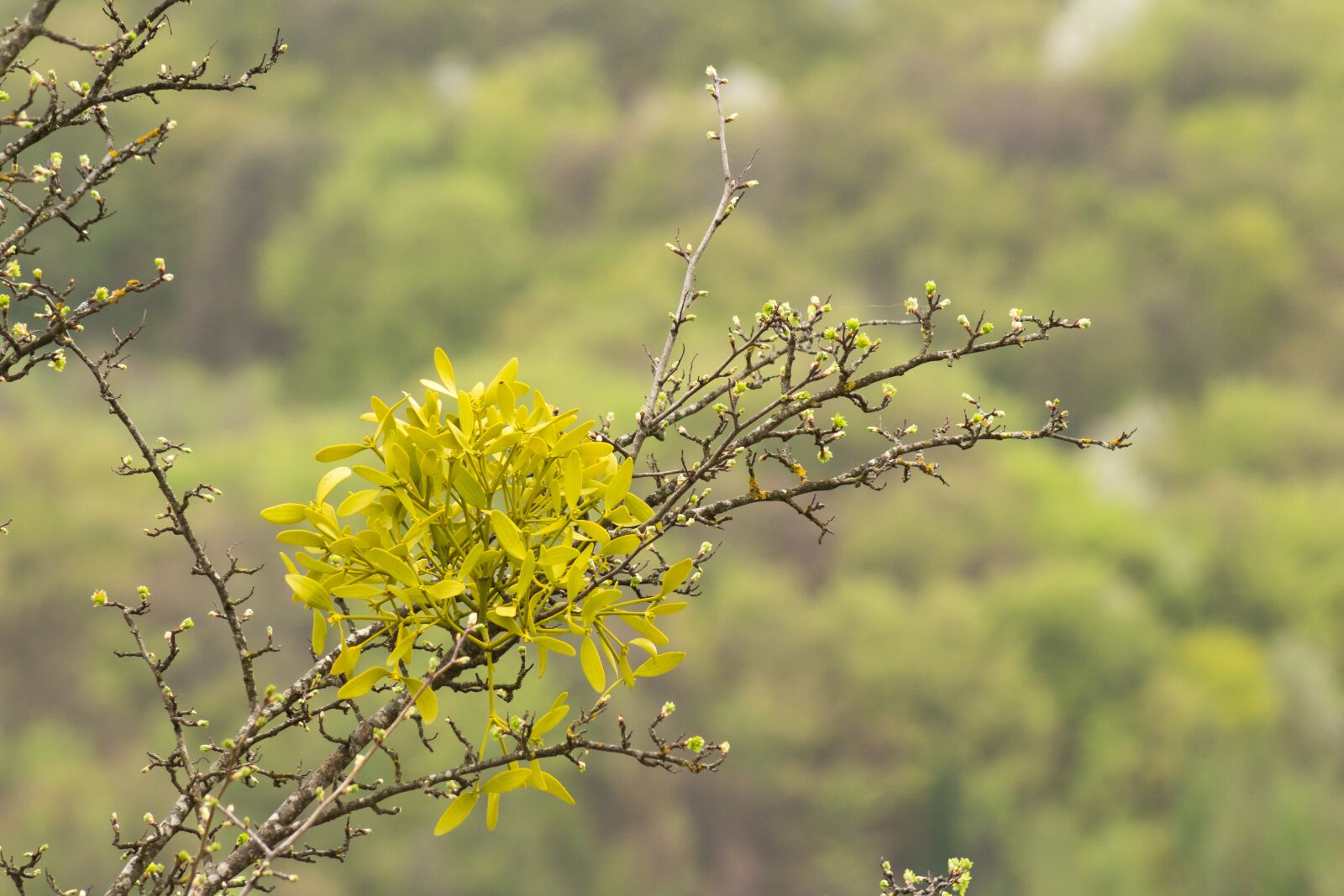 Canon EF75-300mm f/4-5.6 sample photo. Plant, green, natural photography