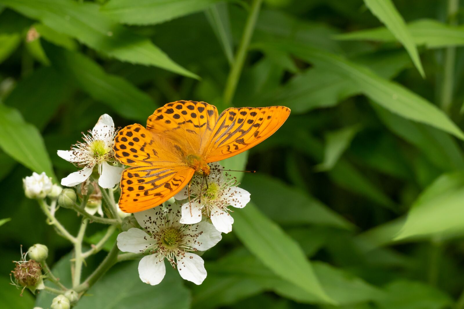 Canon EOS 7D Mark II sample photo. Butterfly, edelfalter, blossom photography