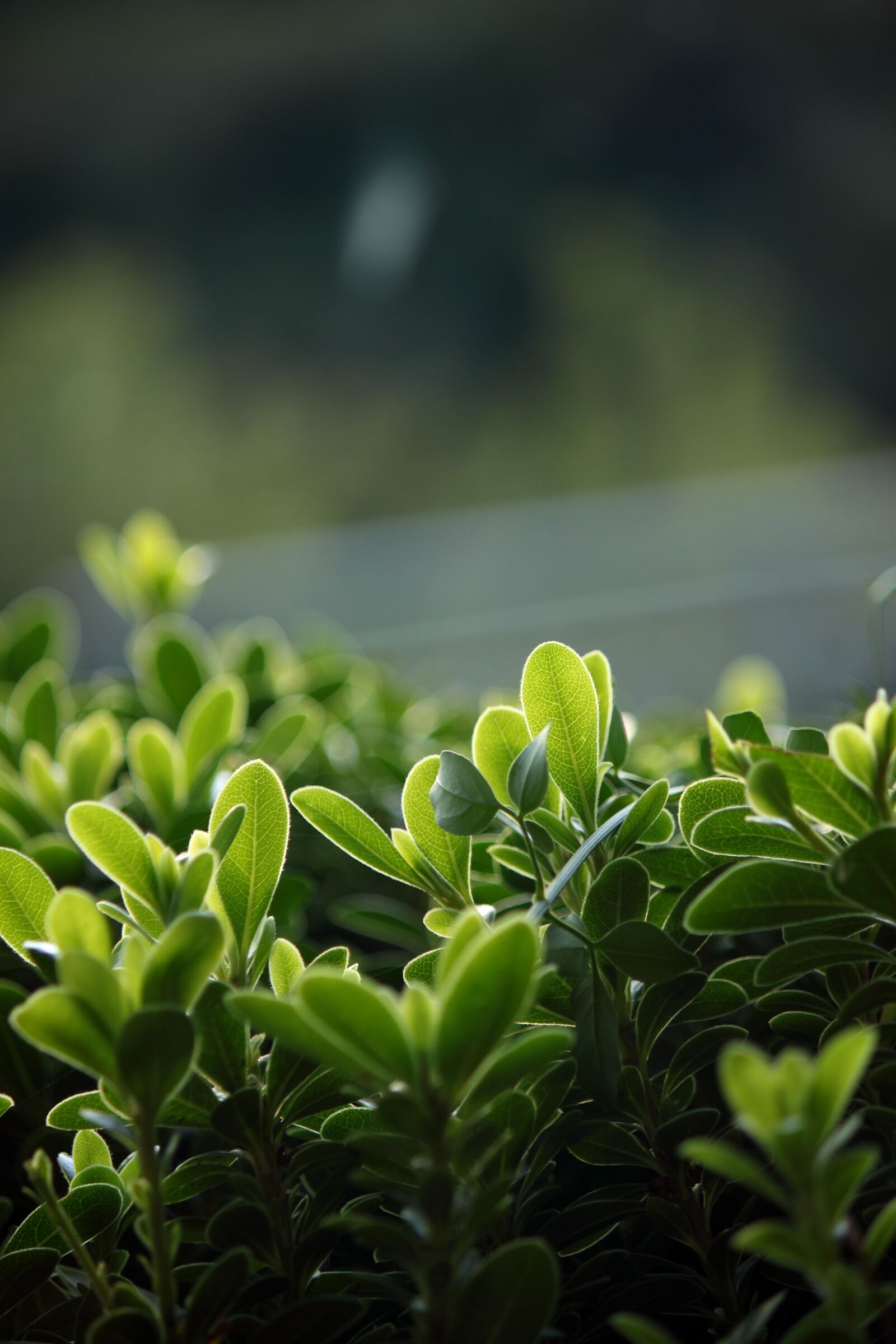 Canon EOS 500D (EOS Rebel T1i / EOS Kiss X3) sample photo. Shrub, green, leaf photography