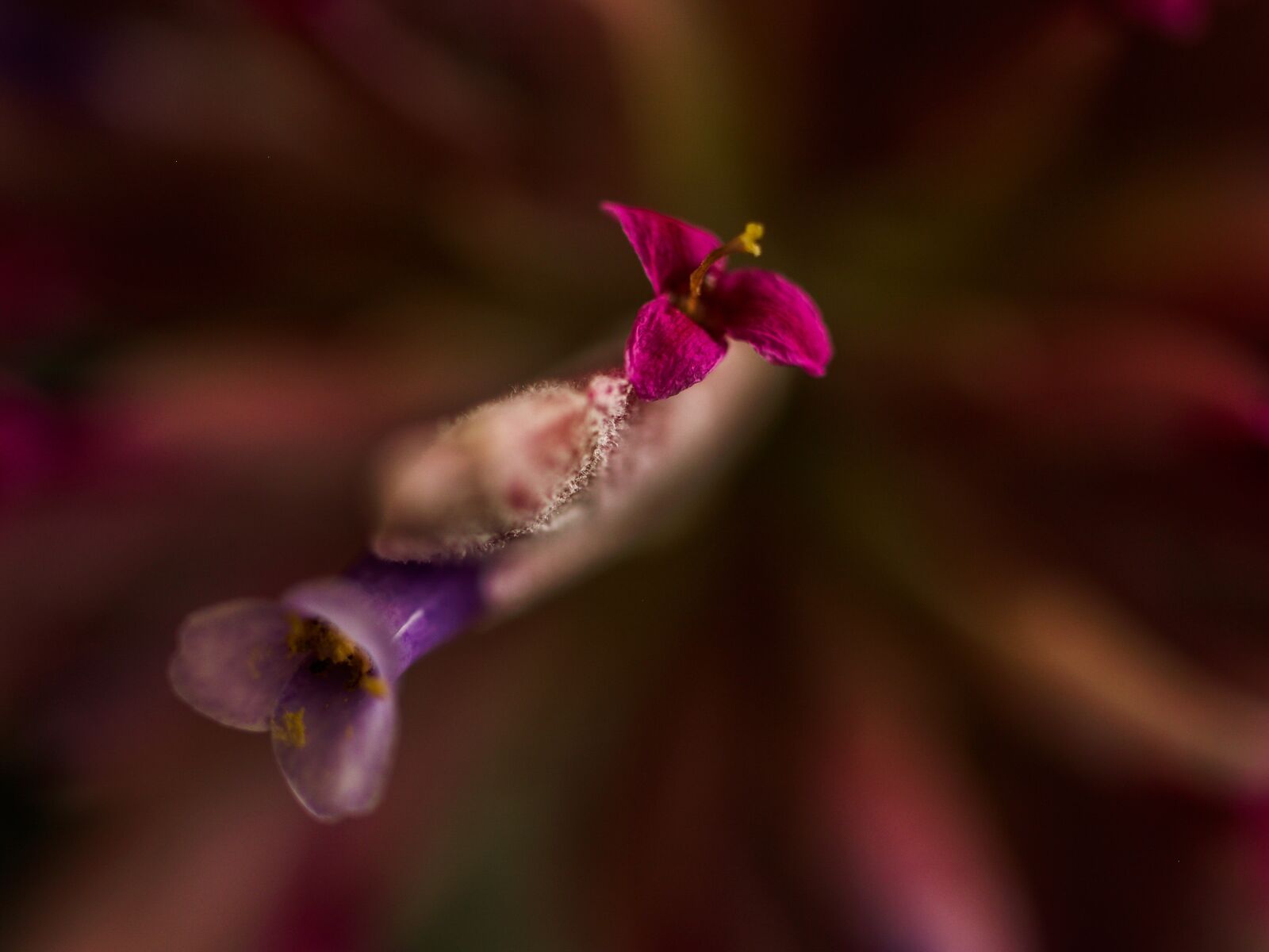 Olympus E-500 (EVOLT E-500) sample photo. Close up, retail, flower photography