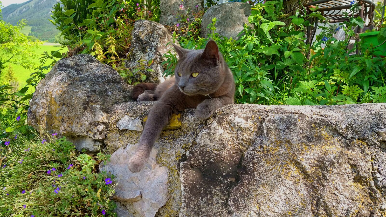 Motorola moto g(8) plus sample photo. Cat, grey, nature photography