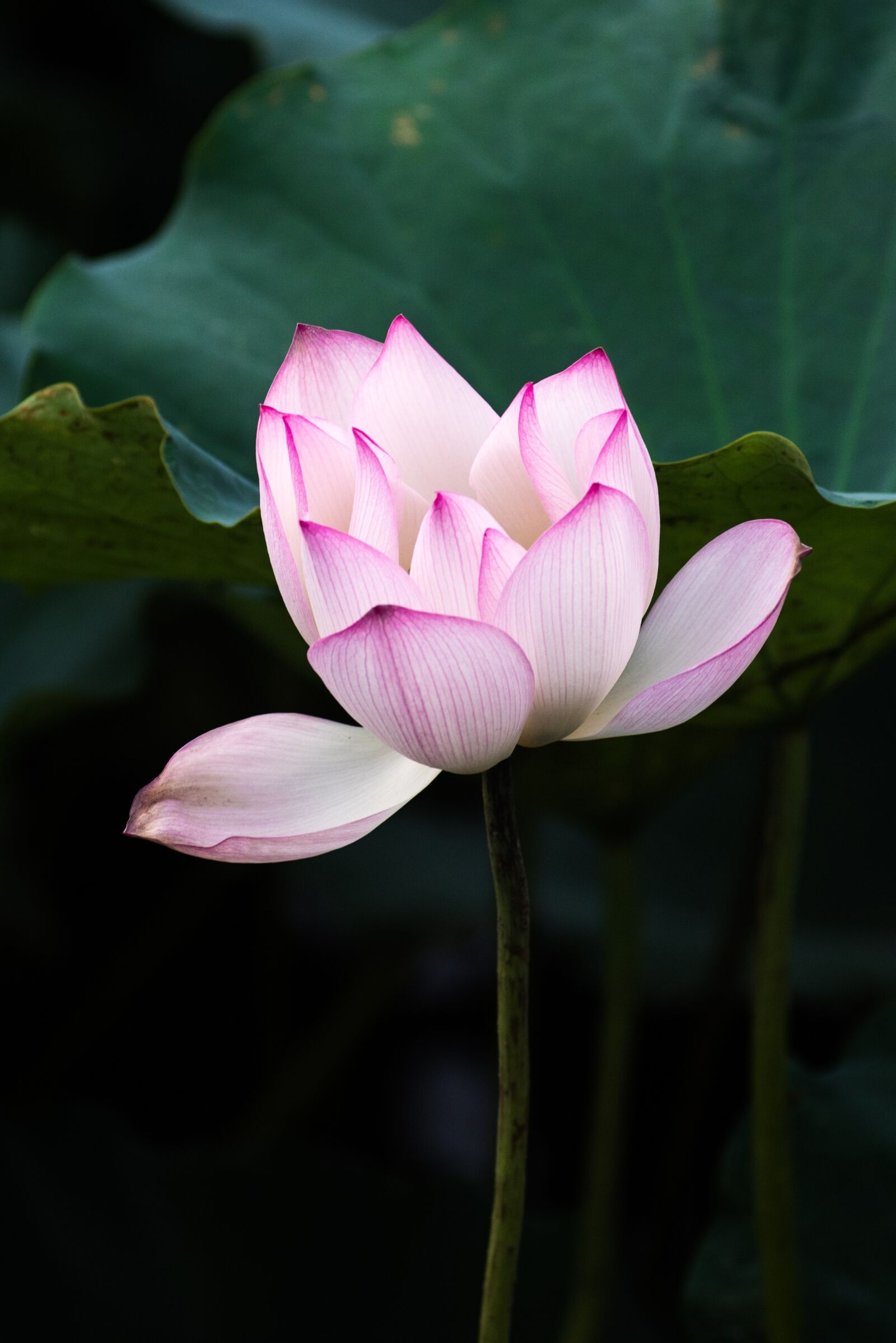 Nikon D810 sample photo. Lotus, summer, canton photography