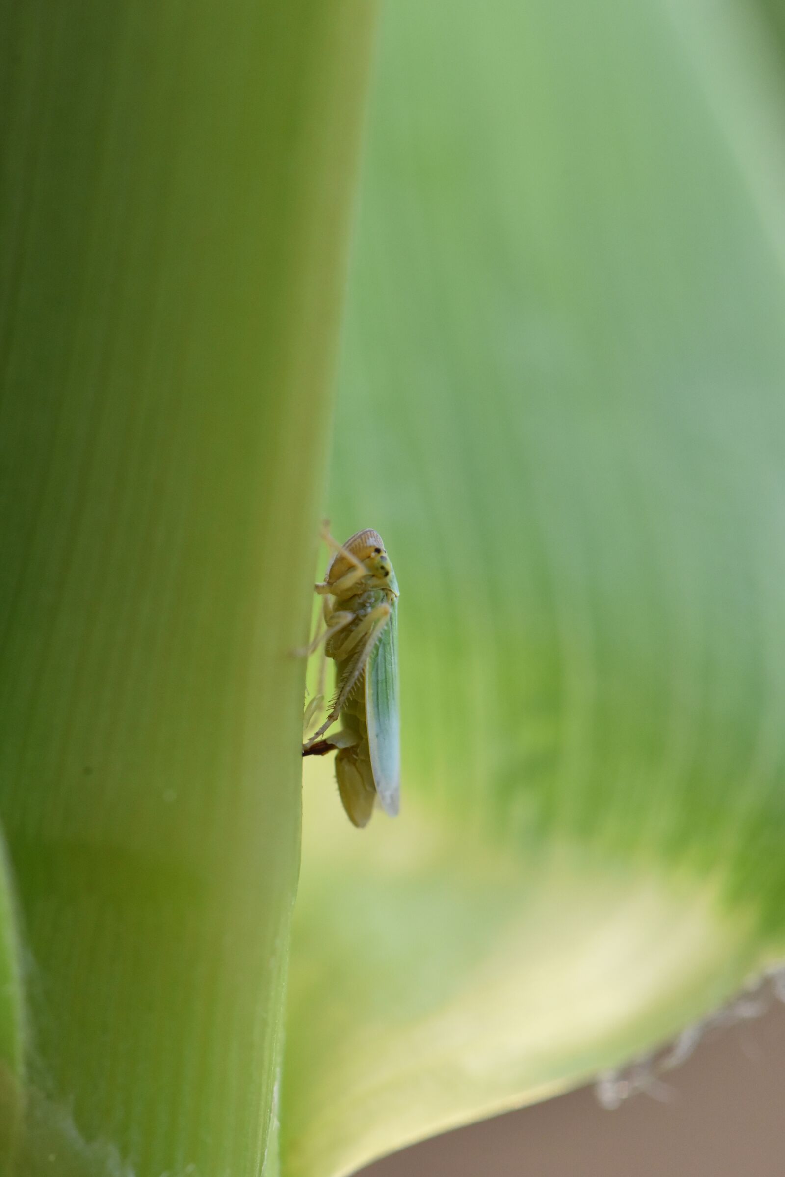 Nikon D810 sample photo. Leafhopper, corn, macro photography