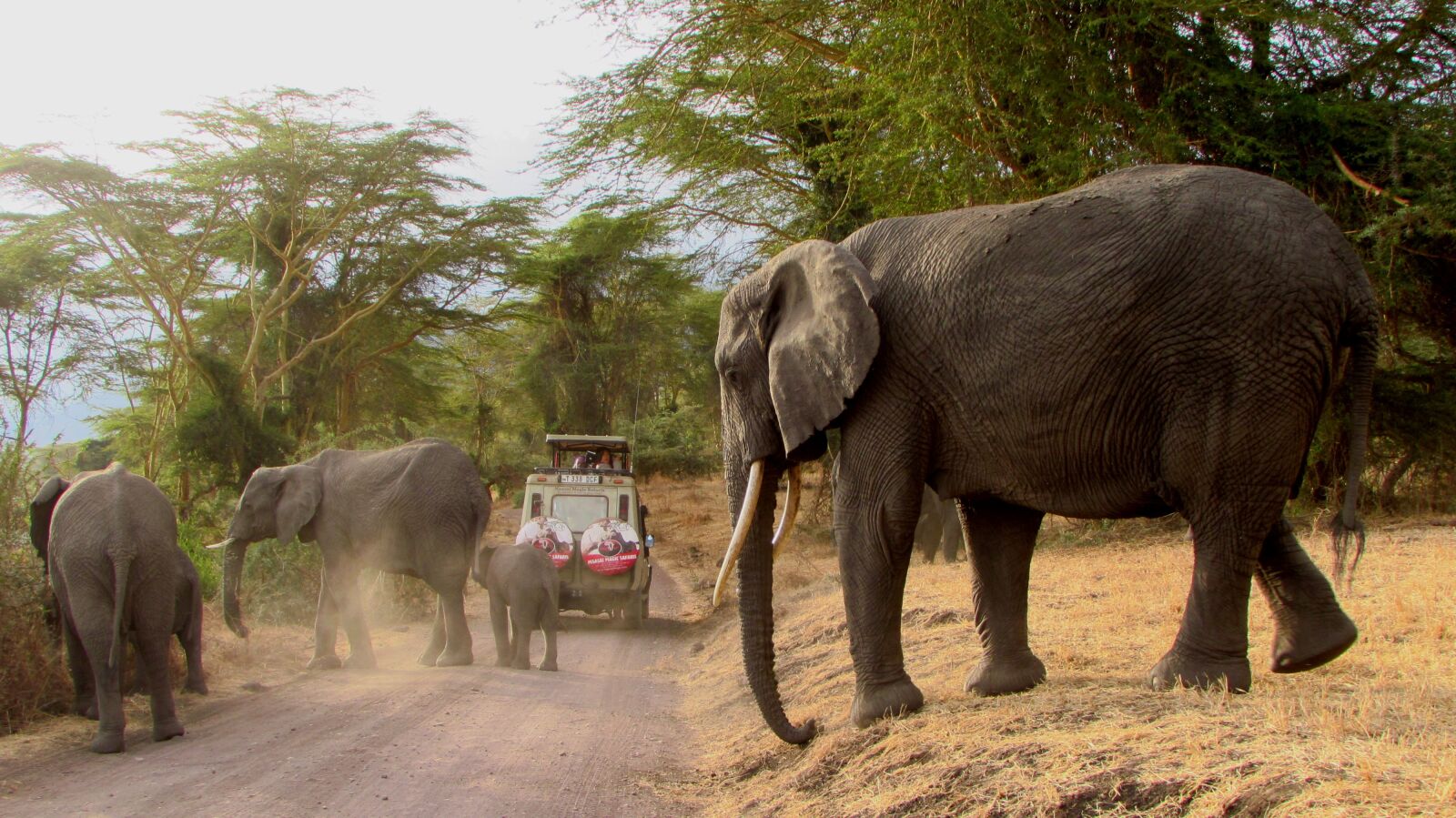 Canon PowerShot SX510 HS sample photo. Elephants, ngorongoro, ngorongoro crater photography
