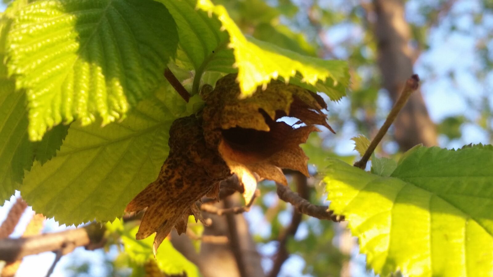 Samsung Galaxy S5 sample photo. Wood, leaves, spring photography