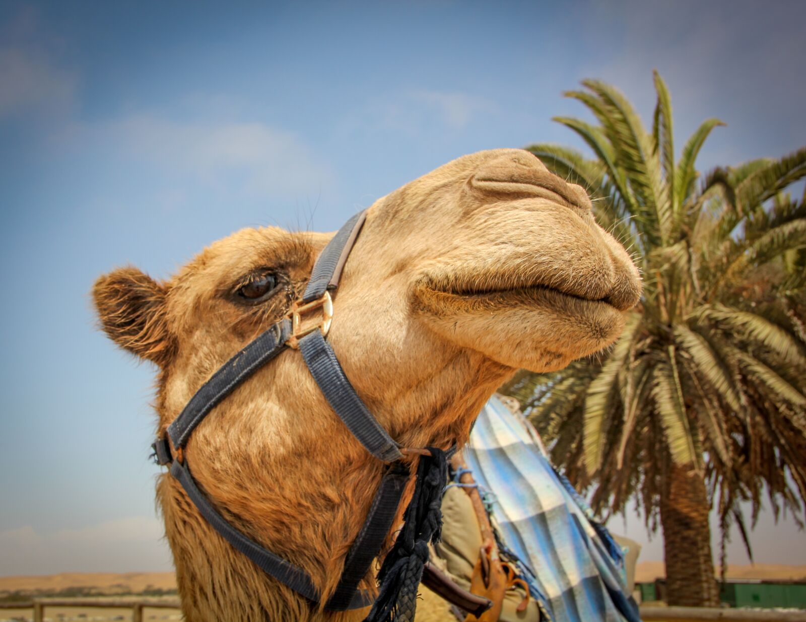 Canon EOS 550D (EOS Rebel T2i / EOS Kiss X4) sample photo. Camel, namib desert, desert photography