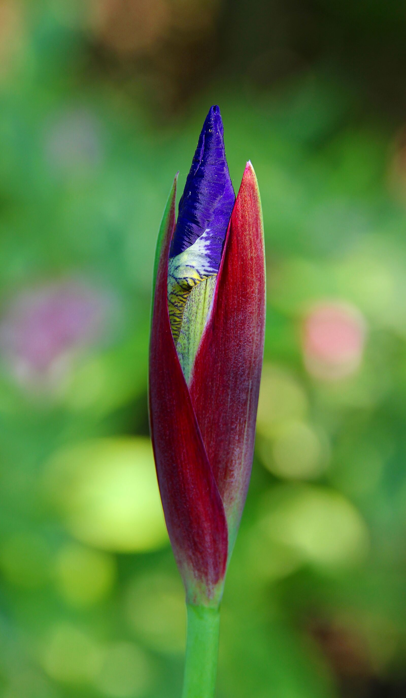 Canon EOS 60D sample photo. Flower, nature, plant photography