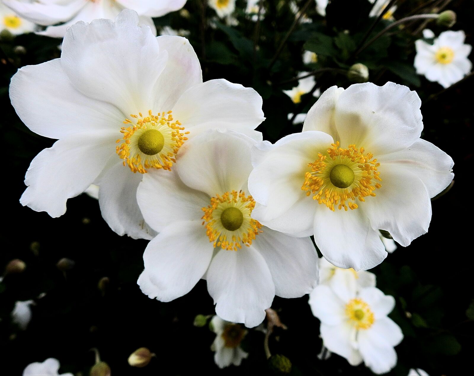 Nikon Coolpix P900 sample photo. Flowers, the beauty of photography