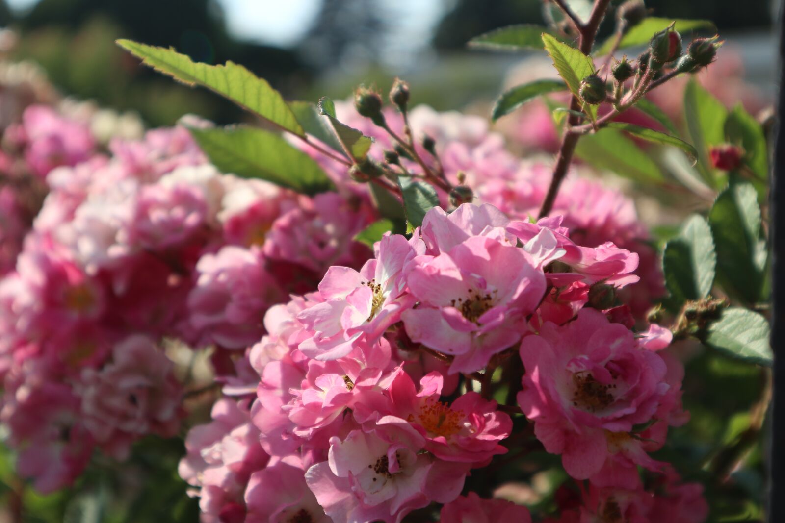 Canon EOS M100 sample photo. Flowers, rosa, nature photography