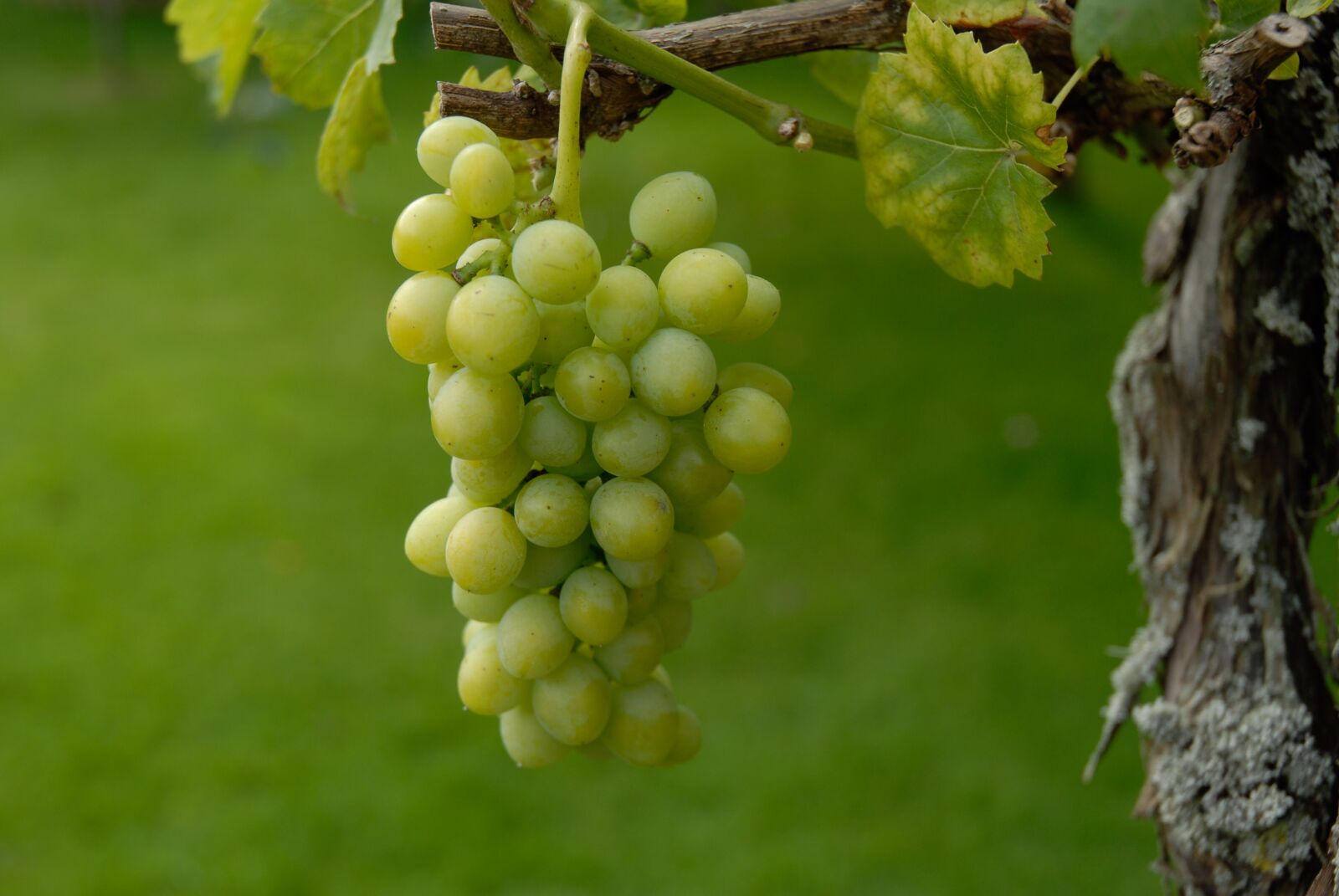 Nikon D200 sample photo. Green wine, ripe, harvest photography