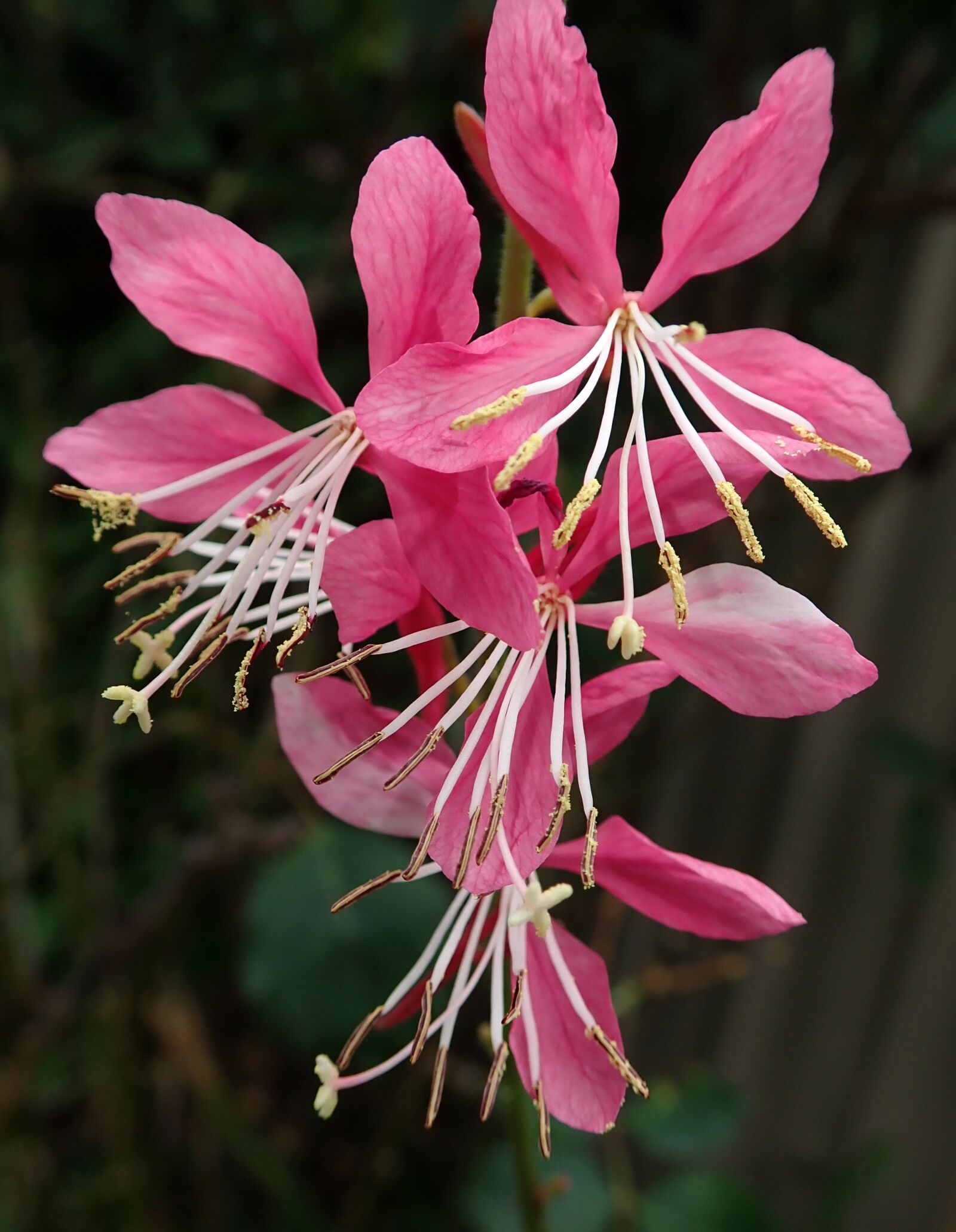 Olympus TG-5 sample photo. Flower, pink, gaura photography
