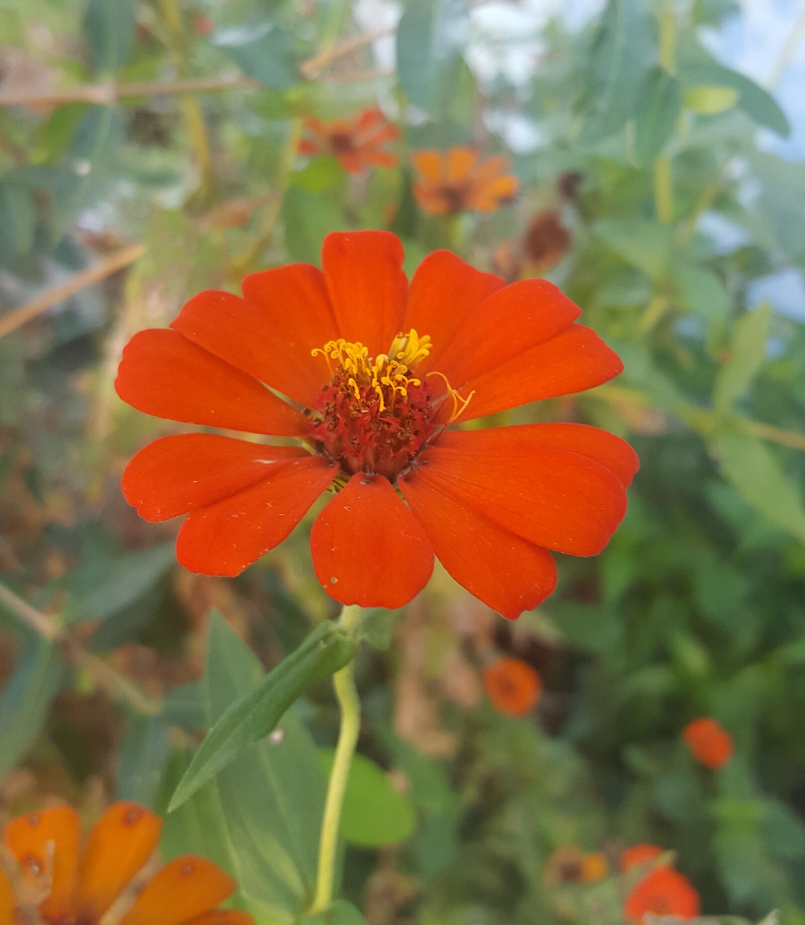 Samsung GALAXY S6 edge sample photo. Beautiful, red, flower photography