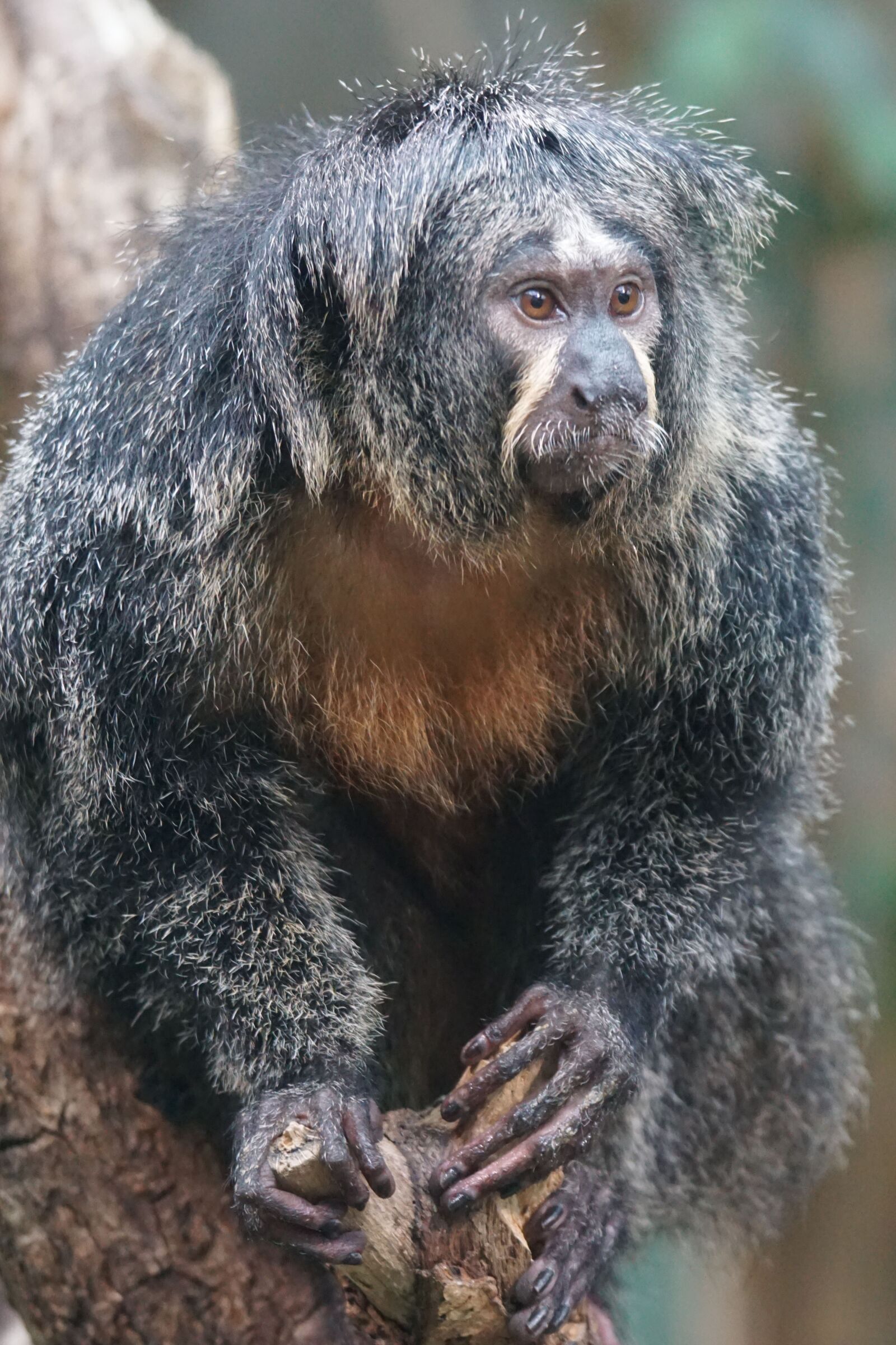 Sony ILCA-77M2 + Sony 70-400mm F4-5.6 G SSM sample photo. Monkey, observing, zoo photography