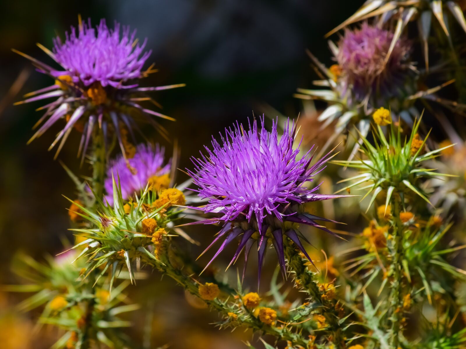 Nikon D3300 sample photo. Nature, flower, flora photography