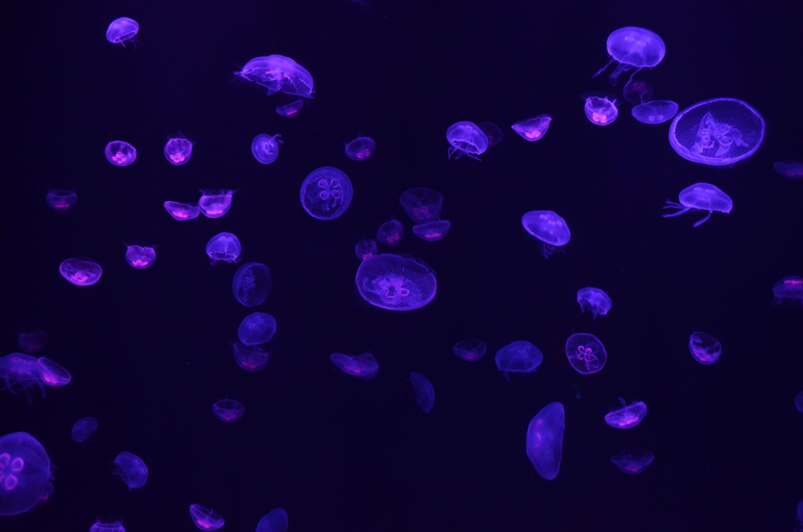 Nikon D5100 sample photo. Fish, jellyfish, sea photography